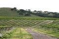 Vineyard 2