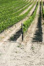 Vineyard Royalty Free Stock Photo