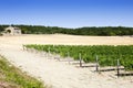 Vineyard Royalty Free Stock Photo