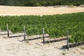 Vineyard Royalty Free Stock Photo