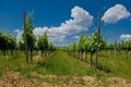 A vineyard. Royalty Free Stock Photo