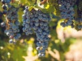 Vineyard Royalty Free Stock Photo