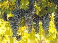 Vineyard Royalty Free Stock Photo