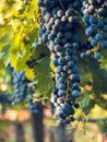 Vineyard Royalty Free Stock Photo