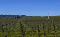 Vineyard Royalty Free Stock Photo