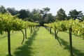 Vineyard Royalty Free Stock Photo