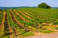 Vineyard Royalty Free Stock Photo