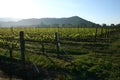 Vineyard Royalty Free Stock Photo