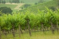 Vineyard Royalty Free Stock Photo