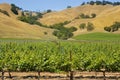 Vineyard Royalty Free Stock Photo