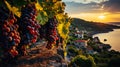 Vineyard above the sea. Bunches of grapes. Rural pastoral landscape. Generative AI Royalty Free Stock Photo