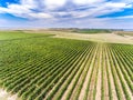 Vineyard from above. Sunny autumn day. Royalty Free Stock Photo