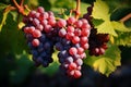 Vineyard abundance Grapes thrive on vines, promising bountiful harvest