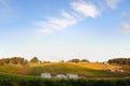 Vineyard in Adelaide hills