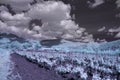 Vineyard against the backdrop of mountains. Infrared photo