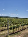vineyard against blue sky in spring Royalty Free Stock Photo