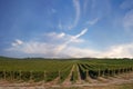 Vineyard against blue sky with white clouds background, countryside view Royalty Free Stock Photo