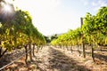 Vineyard against sky