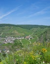 Vineyard in the ahr valley near Bad Neuenahr,Germany Royalty Free Stock Photo