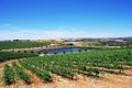 Vineyard at Alentejo region of Portugal Royalty Free Stock Photo