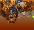 The vineyard of aliens, abstract 3d graphic of a three-dimensional Mandelbrot fractal, calculated with the free Mandelbulb 3D Royalty Free Stock Photo