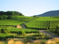 Vineyard in Alsace Royalty Free Stock Photo