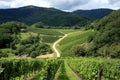 Vineyard - Alsace, France Royalty Free Stock Photo