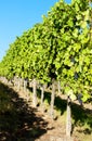 vineyard, Alsace, France Royalty Free Stock Photo