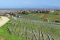 Vineyard in Alsace Royalty Free Stock Photo