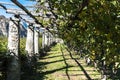 Vineyard in Aosta Valley, Italy