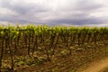 Vineyard, Apulia Italy