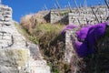 Steep vineyard with blue blooming aubretia and blue sky