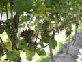 Vineyard around Geesteren