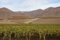 Vineyard in the Atacama Desert, Chile