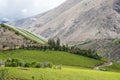 Vineyard in Atacama Desert, Elqui Valley, Chile Royalty Free Stock Photo