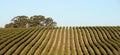 Vineyard in Australia Royalty Free Stock Photo