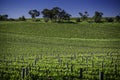 Vineyard australia mclarenvale Royalty Free Stock Photo