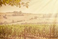 Vineyard in Australian countryside Royalty Free Stock Photo