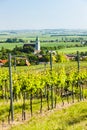 Vineyard, Austria Royalty Free Stock Photo