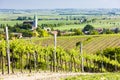 Vineyard, Austria Royalty Free Stock Photo