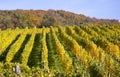 Vineyard in autum