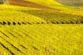 Vineyard during autum in Rhine-Hesse, Rheingau, Germany