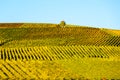 Vineyard during autum in Rhine-Hesse, Rheingau, Germany
