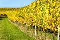 Vineyard during autum in Rhine-Hesse, Rheingau, Germany