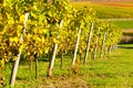 Vineyard during autum in Rhine-Hesse, Rheingau, Germany