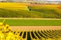 Vineyard during autum in Rhine-Hesse, Rheingau, Germany Royalty Free Stock Photo