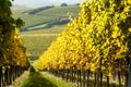 Vineyard during autum in Rhine-Hesse, Rheingau, Germany