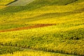 Vineyard during autum in Rhine-Hesse, Rheingau, Germany