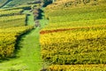 Vineyard during autum in Rhine-Hesse, Rheingau, Germany Royalty Free Stock Photo