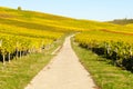 Vineyard during autum in Rhine-Hesse, Rheingau, Germany